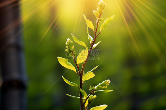 生命力旺盛的枝芽图片