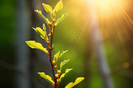 绿芽背景阳光下的嫩枝背景