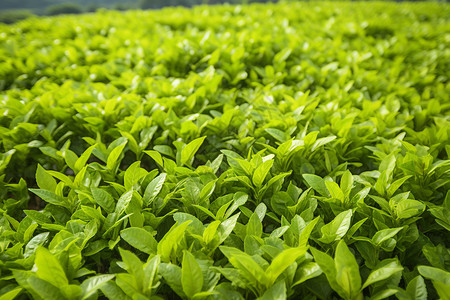 清新茶园背景图片