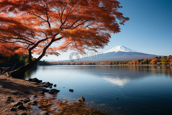富士山脚下盛开的樱花图片