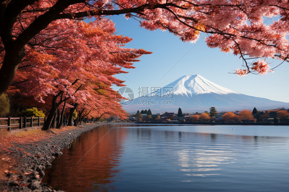 富士山脚下的樱花公园图片