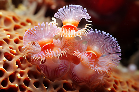 海底美丽的海葵图片