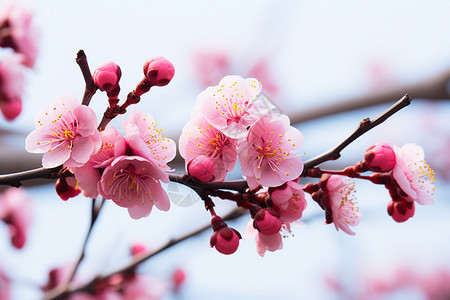 绽放的花朵风景图片