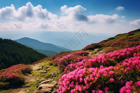 夏季山间盛开的美丽杜鹃花图片