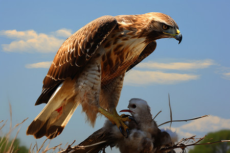 捕食猎物的猫头鹰图片