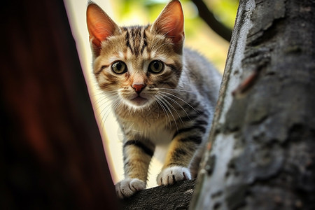 活泼好动的宠物猫咪图片