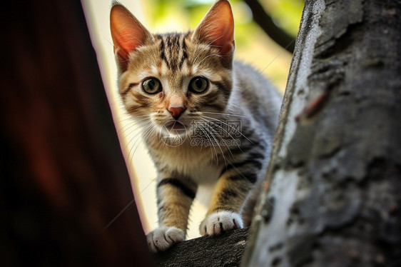 活泼好动的宠物猫咪图片