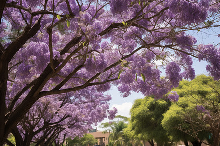 公园中盛开的紫色花朵图片