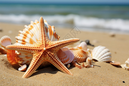 夏天沙滩上的海螺和海星图片