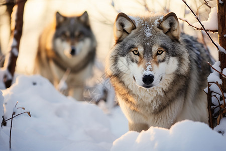 狩猎的雪中灰狼图片