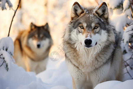 下雪天的灰狼群图片