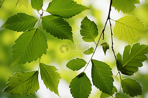 漂亮的植物叶子图片