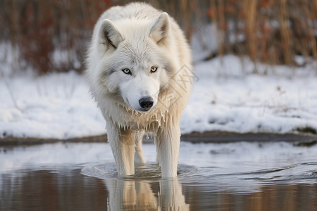 冬天河水里的白狼图片