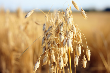 成熟的燕麦背景图片