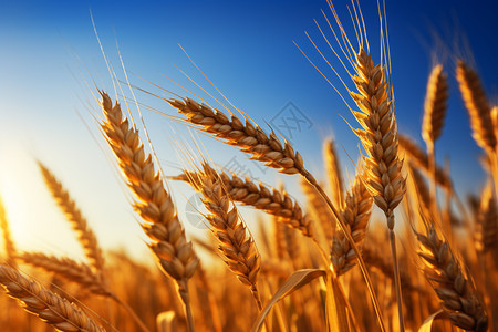 成熟的小麦背景图片