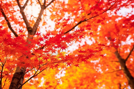 好看的红色树叶背景图片