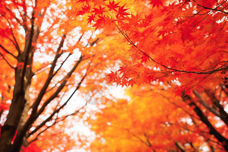 漂亮的红色树叶图片