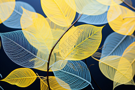 蓝色和黄色的叶子背景图片