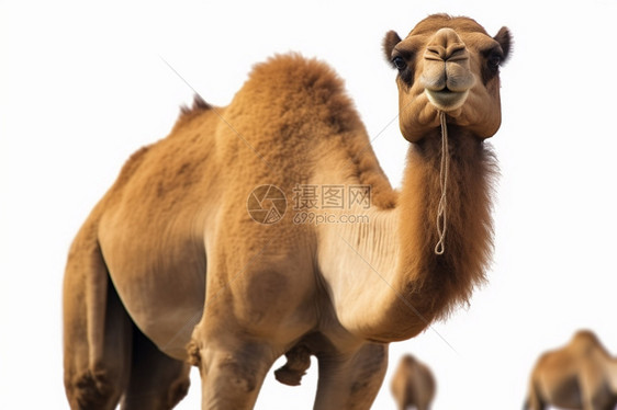 大只又高傲的骆驼图片