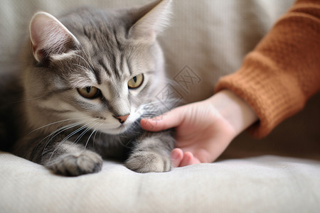 与人友好相处的猫咪高清图片