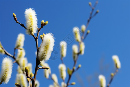 春天户外盛开的柳树花朵图片