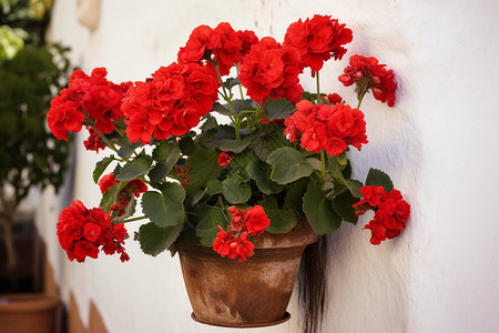 一盆美丽的红色花朵图片