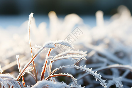 霜降白雪覆盖的植物背景