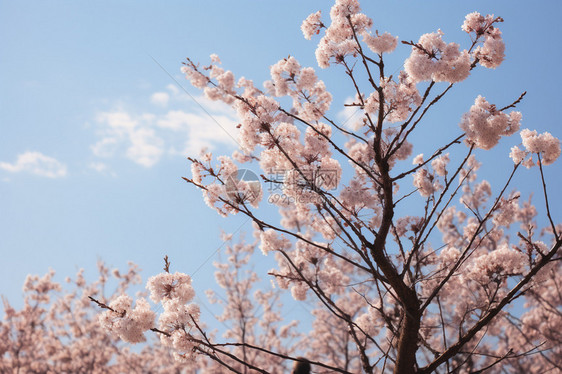 粉红色的樱花树图片