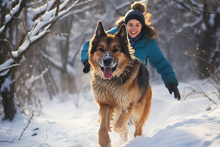 雪山中和主人玩耍的牧羊犬图片