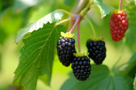 果园中成熟的黑莓浆果图片