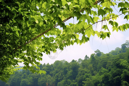 夏季绿油油的常青藤背景图片