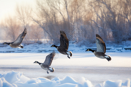 冬季池塘边的野生黑雁图片