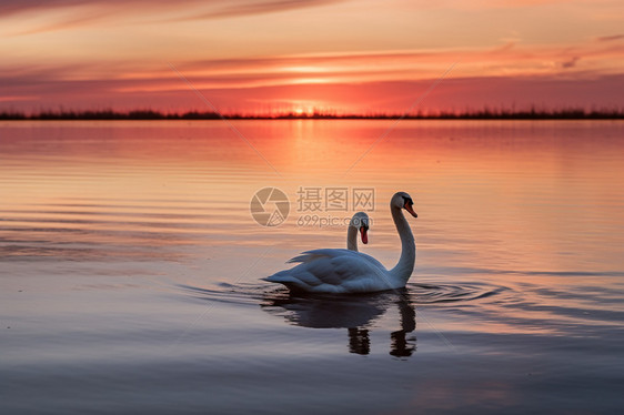 夕阳下优雅的天鹅图片