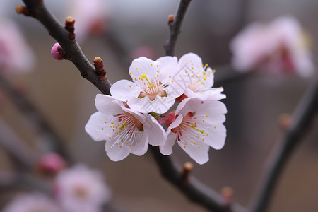 果园中绽放的桃花图片