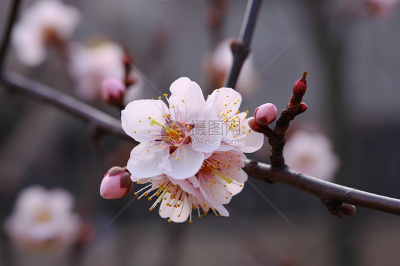 春季盛开的桃花图片