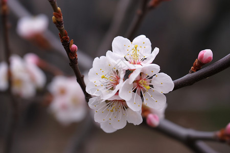 果园中的桃花特写镜头图片