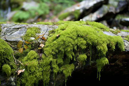 山间岩石上的苔藓图片