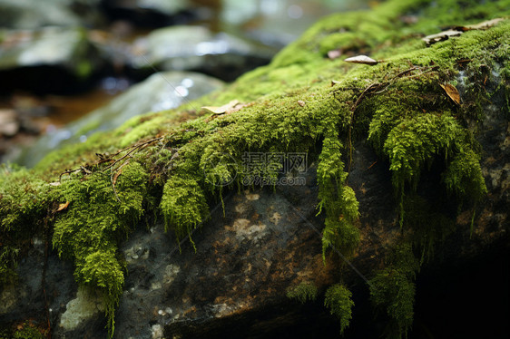 雨后岩石上的苔藓图片