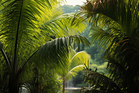 热带雨林环境生长的植物图片