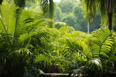 热带丛林的植物图片