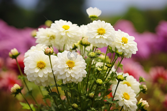 夏天公园中美丽的洋甘菊花朵图片