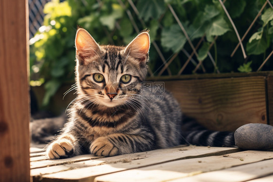 花园木板上的宠物猫咪图片