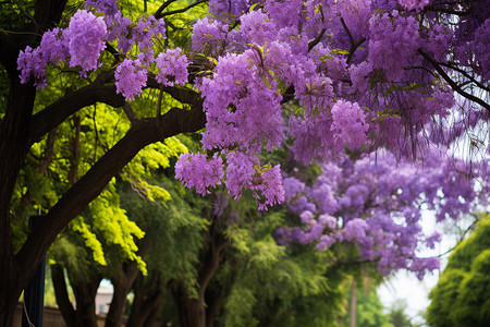 春天花园中盛开的紫色花朵图片