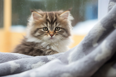 毯子上的小猫图片