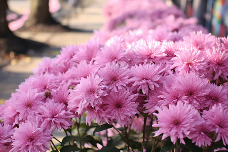 重阳节手绘粉红色的菊花背景