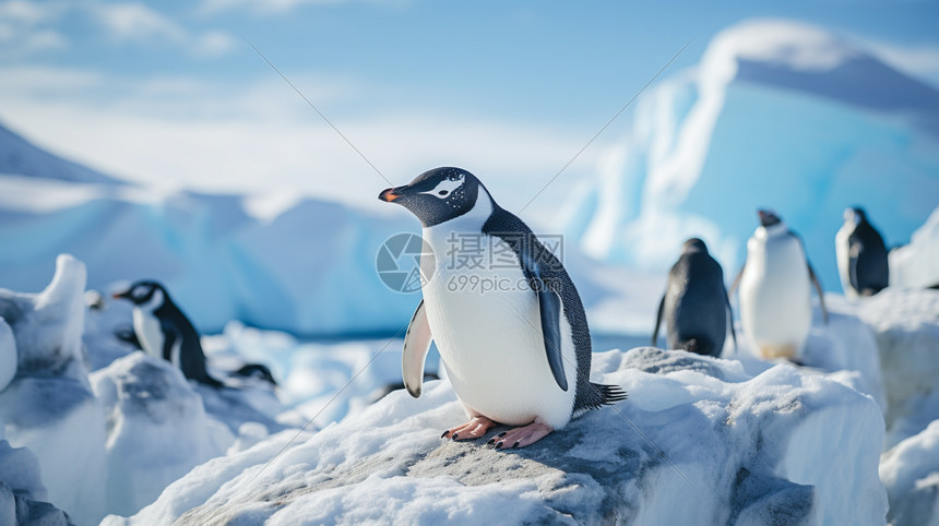 南极的企鹅图片