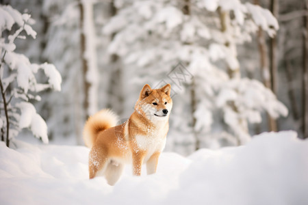 日本的柴犬图片