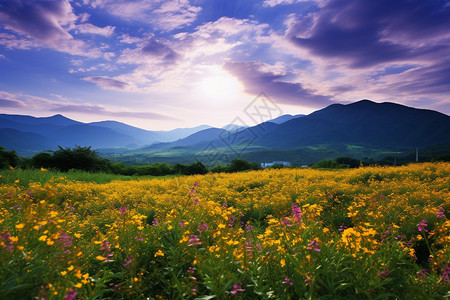 黄色花田荒野中的野花背景