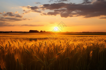 日落时田地里的麦子图片