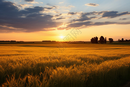 田地里的农业麦子图片